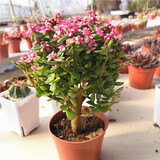 玉树盆栽老桩盆景大型含盆室内办公桌面绿植盆栽花卉 金枝玉叶8cm（一盆多颗） 不含盆