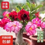 重瓣沙漠玫瑰一年花苗观花植物四季开花室内绿植花卉盆栽好养 沙漠玫瑰盆栽 大苗1棵