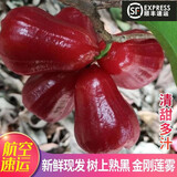 永生厚【顺丰空运】海南黑金刚莲雾果新鲜树上熟现摘当季热带水果脆甜 3斤精选大果11-13个