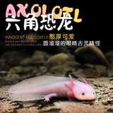 森悠（SARYOR）六角恐龙鱼蝾螈活体淡水宠物冷水鱼耐活家养非锦鲤水族爬行宠物鱼 幼苗8-10厘米【粉白龙】