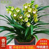 劉閣蘭花兰花苗 香兰 建兰盆栽当年来花室内四季好养花卉绿植兰草植物 多苗连体 带山水如画陶瓷盆