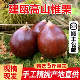 采缇高山油锥栗生新鲜板栗建瓯本地甜糯油栗子圆椎榛子野生小毛栗批发 圆锥特大果 老顾客5斤装