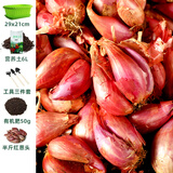 大禹四季红葱头种子香葱根苗小葱苗秧子种头火葱头老品种秋季蔬菜籽 红葱头蔬菜盆套餐含半斤葱头