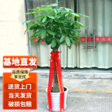 叹为观止大型独杆发财树庆典乔迁盆景绿植办公室盆栽客厅大型植物 单杆发财树1.5-1.7米 含盆