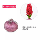 花语笙默风信子种球水培土养套餐带芽冬季耐寒易活花卉四季盆栽植物室内花 红花风信子（单个种球1个）