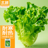 北蔬 生菜种子种苗四季青菜蔬菜种籽 卓脆速生耐抽苔生菜种子约2000粒