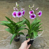 意轩石斛兰盆栽带花苞四季开花不断绿植室内阳台花卉易养兰花植物 粉黛 7-8苗 带花  送懒人杯