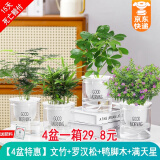 绿有意绿植盆栽多肉花卉盆栽植物室内桌面水培绿植办公室客厅植物懒人 文竹+罗汉松+鸭脚木+满天星