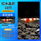 于家林子观赏虾活体虾鱼缸工具虾水族箱宠物虾水除藻虾清洁虾除藻虾淡水虾 红水晶虾10只