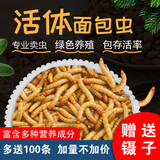崇雾黄粉虫大麦虫活虫面包虫活体鲜活虫乌龟八哥仓鼠鸟食守宫龙鱼饲料
