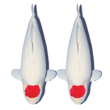 古介好运锦鲤鱼日本纯种观赏鱼淡水鱼活体鱼好养精品锦鲤一代鱼冷水鱼 纯白丹顶一条 12-14厘米（小鱼缸推荐)