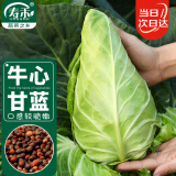 寿禾 牛心甘蓝种子卷心菜包菜四季蔬菜籽 潍育港翠牛心甘蓝种子100粒