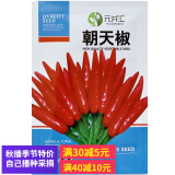 元井汇蔬菜种子四季播家庭阳台盆栽庭院易种植易生长蔬菜类种植菜种子 朝天椒（约1000粒）