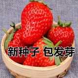 丹东99大草莓种籽四季花种籽子草莓苗种植蔬菜种孑花卉种子 丹东99草莓150粒+土肥+生根粉 常规