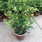 萌肉居浓香型绿植盆栽花树苗花卉植物夜来香原盆土+备用盆源头直发