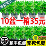 福尚来绿萝盆栽花卉植物室内吸除甲醛净化空气长藤垂吊兰大绿箩水培绿植 120#绿加仑吸水10盆装+6肥