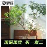 山头林村日本马醉木水培植物鲜切吊钟枝条室内装饰绿植花卉 55-65cn两枝再送50cm一支