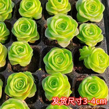多肉植物小盆栽批发套装多肉组合桃蛋玉露绿植花卉桌面阳台办公桌 鸡蛋玫瑰3cm不带盆土