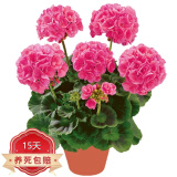 中梦竺葵盆栽 重瓣天竺葵花苗 阳台庭院室内盆栽花卉洋绣球 玫红色 不含盆