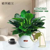植男植女大叶金钻蔓绿绒室内桌面清新绿植盆栽花卉植物源头直发