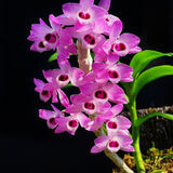 玫绚香型香水石斛兰花四季开花花期长期2个月以上