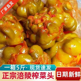 渝杨榨菜头全形榨菜头重庆特产咸菜疙瘩鱼佐料腌制下饭菜 5斤榨菜头（有辣椒）限购一份