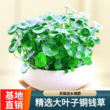叹为观止18种吊兰任你选金边吊兰各种盆栽花卉客厅垂吊桌面植物净化空气 铜钱草 含盆