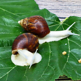 宠以沫宠物白玉蜗牛活体巨型大蜗牛宠物观赏学生科学实验教学小蜗牛套装 白玉蜗牛2只+输运盒 蜗牛4-6CM