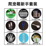 卓盛花卉 白玉蜗牛活体学生科学实验观察宠物美容观赏喂养工具全程指导 爬虫箱新手套装【顺丰】