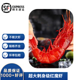 沢素湾 深海红魔虾 刺身红魔虾绯红虾胭脂虾红虾送礼礼盒 1盒 300克(净重)  （尝鲜） 大号11-13只/斤