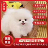 咯咪博美犬宠物狗狗活体幼崽博美幼犬纯种俊介犬茶杯犬活体搏美犬 公