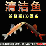 森悠（SARYOR）金苔鼠淡水鱼鱼缸清洁鱼观赏鱼热带鱼好养工具鱼吃垃圾鱼 金苔鼠鱼3条(4-6cm)