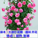 虹毅爬藤月季花苗大花浓香庭院室外四季开花花卉盆栽绿植大苗带花植物 大行 大苗1-1.3米高多分枝