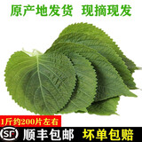 林中山【顺丰发货】新鲜紫苏叶苏子叶泡茶食用包饭韩国烤肉东北绿色蔬菜 500g
