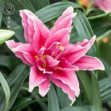 香水百合种球四季花卉好养易活盆栽室内花植物种球浓香百合花种球 C多头重瓣3 百合种球一颗