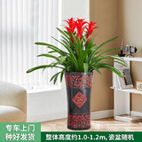 绿韵花田【两小时达】发财树鸿运当头天堂鸟大型绿植公司门口乔迁送礼 三株鸿运当头