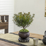 八芽 小叶赤楠盆景摆件室内绿植花卉盆栽老桩客厅办公室桌面好养植物 （祥狮报喜盆+苔藓+底座）