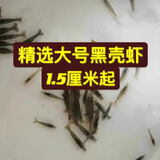 广东黑壳虾活体除藻鱼套餐除藻虾清洁虾观赏虾草虾鱼缸活体免包邮 精选1.5厘米起大号10+10备损共20