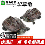富龟龟宝家养宠物龟金线草龟活体小乌龟长寿龟深水龟金线龟墨龟草龟苗 中华草龟11-13厘米2只情侣龟）