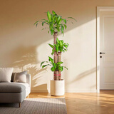 艺植艺品室内盆栽植物大型绿植公司办公室门店开业装饰净化空气盆景 巴西木高1.3-1.4随机瓷盆