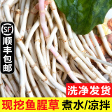 辰实【发顺丰】鱼腥草新鲜 折耳根叶子 侧耳根节节根蔬菜现挖发 3斤鱼腥草根根