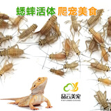 品云美宠白蟋蟀活体蛐蛐活物爬宠蜥蜴守宫鬃狮蜘蛛活食饲料 白蟋蟀0.3-0.7cm 50只
