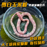 SMVP玉米蛇活物真蛇宠物蛇爬宠幼体翠青异宠宠物白化蛇宠无毒金边 雪白玉米蛇【苗】