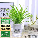 泰西丝金边吊兰绿植盆栽室内办公室水培植物桌面摆件+早安盆 源头直发