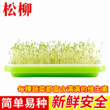 种菜记 芽苗菜种子纸上种菜无土栽培萝卜空心菜豌豆松柳盆栽蔬菜籽四季 松柳500克