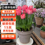 耘淘郁金香种球水培5度球花卉绿植种子土培植物水养盆栽室内室外耐寒 面纱 神秘范伊克5球+2包肥料
