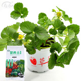 寿禾草莓苗带土发货大苗寿禾苗场四季带盆栽好春夏批发奶油秧苗 奶油草莓苗2盆+6L营养土