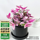 泰西丝油画吊兰/婚礼吊篮锦客厅绿植 油画吊兰+黑色圆柱陶瓷盆 源头直发