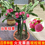鑫意红心火龙果苗盆栽金都一号桂红龙大红龙燕窝黄皮火龙果树苗带根 桂红龙火龙果1颗带根 四年苗（当年结果）