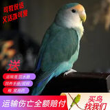 万宠汇 鸟活体虎皮鹦鹉笼养牡丹玄风活鸟学说话手养小太阳鹦鹉和尚鹦鹉 蓝银牡丹鹦鹉1只